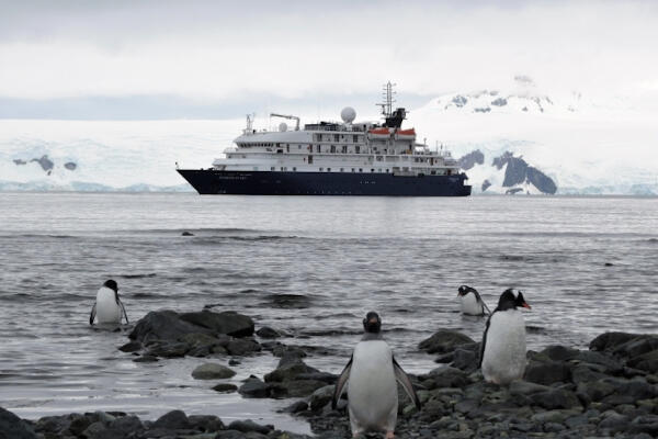 5 Facts About Gentoo Penguins - Antarctica Travels | Antarctica Cruises ...