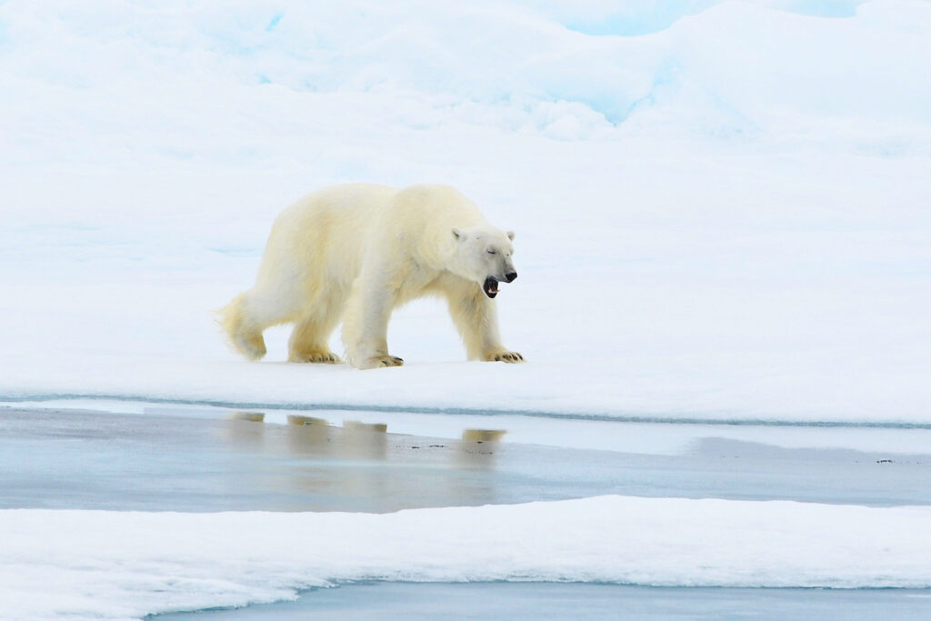 Polar Bear Svalvard / Spitsbergen