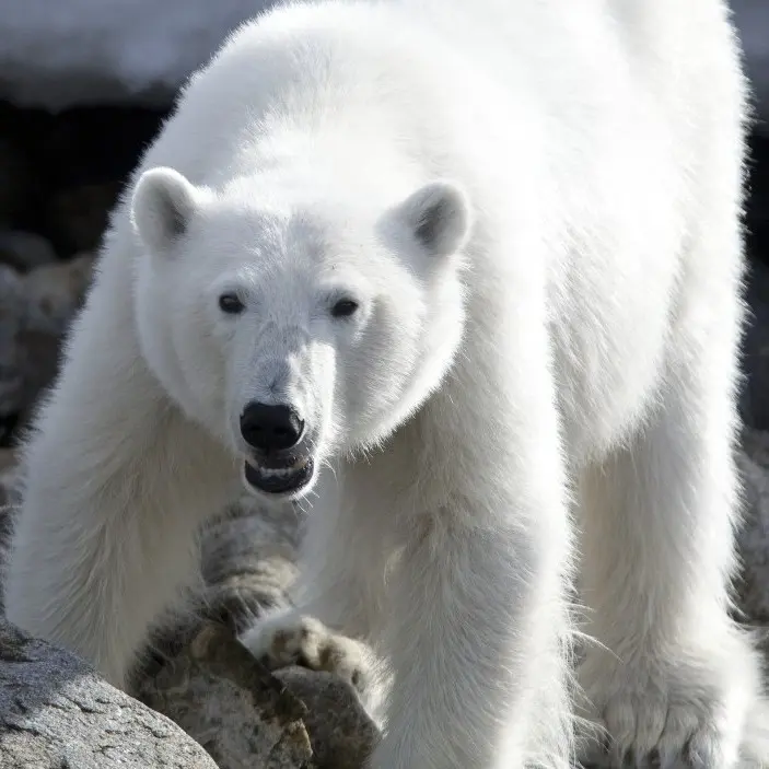 Polar-B-OEX-Square